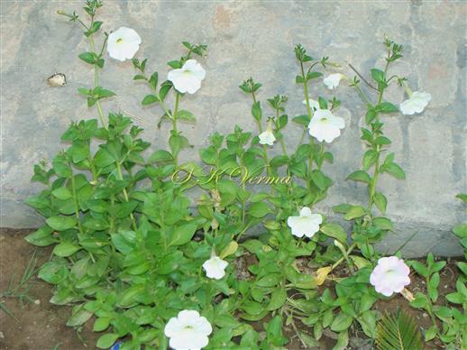  Plant